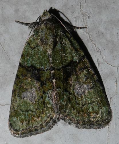 Réf. 235 538 : Cryphia algae